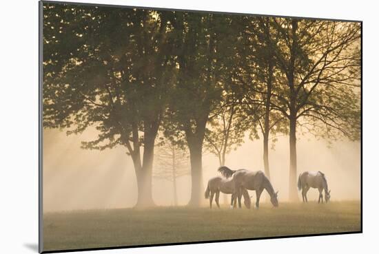 Horses in the mist-Monte Nagler-Mounted Photographic Print