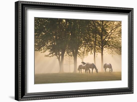 Horses in the mist-Monte Nagler-Framed Photographic Print