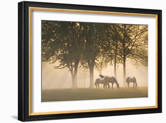 Horses in the mist-Monte Nagler-Framed Photographic Print