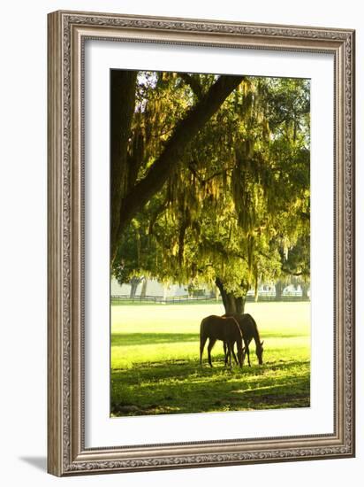 Horses in the Sunrise 8-Alan Hausenflock-Framed Photographic Print