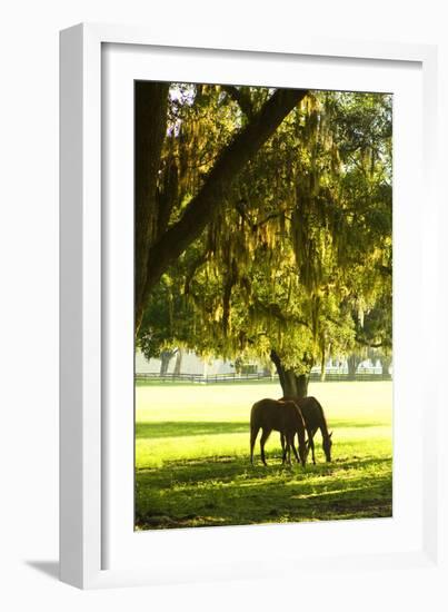 Horses in the Sunrise 8-Alan Hausenflock-Framed Photographic Print