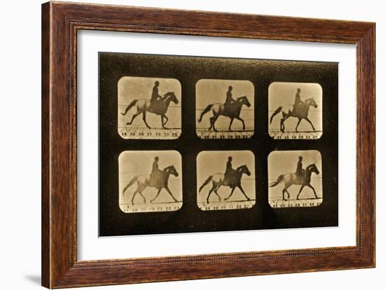 Horses. Irregular, 'Animal Locomotion' Series, C.1881-Eadweard Muybridge-Framed Giclee Print