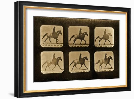 Horses. Irregular, 'Animal Locomotion' Series, C.1881-Eadweard Muybridge-Framed Giclee Print