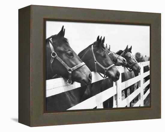 Horses Looking Over Fence at Alfred Vanderbilt's Farm-Jerry Cooke-Framed Premier Image Canvas