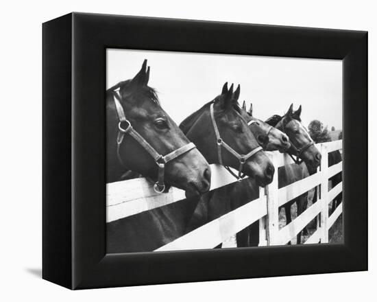 Horses Looking Over Fence at Alfred Vanderbilt's Farm-Jerry Cooke-Framed Premier Image Canvas