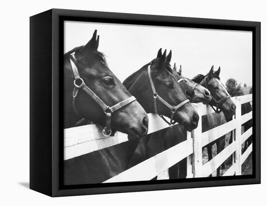 Horses Looking Over Fence at Alfred Vanderbilt's Farm-Jerry Cooke-Framed Premier Image Canvas