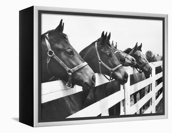 Horses Looking Over Fence at Alfred Vanderbilt's Farm-Jerry Cooke-Framed Premier Image Canvas