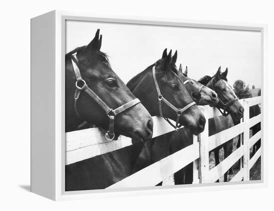 Horses Looking Over Fence at Alfred Vanderbilt's Farm-Jerry Cooke-Framed Premier Image Canvas