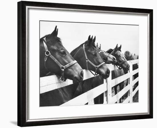 Horses Looking Over Fence at Alfred Vanderbilt's Farm-Jerry Cooke-Framed Premium Photographic Print