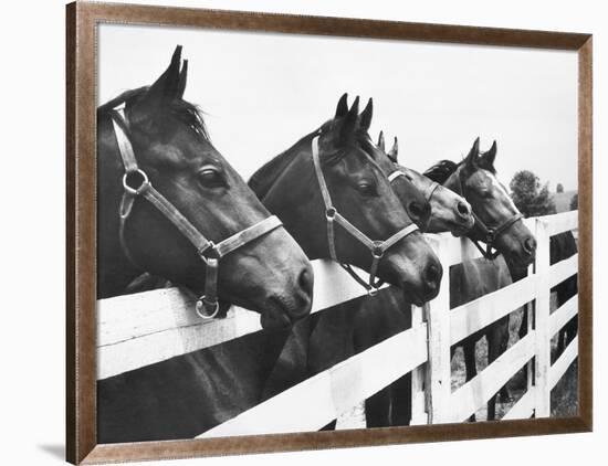 Horses Looking Over Fence at Alfred Vanderbilt's Farm-Jerry Cooke-Framed Photographic Print