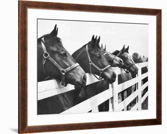 Horses Looking Over Fence at Alfred Vanderbilt's Farm-Jerry Cooke-Framed Photographic Print