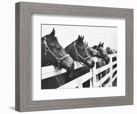 Horses Looking Over Fence at Alfred Vanderbilt's Farm-Jerry Cooke-Framed Photographic Print