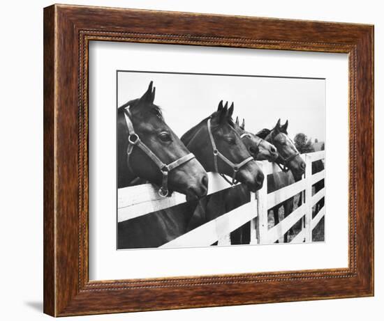 Horses Looking Over Fence at Alfred Vanderbilt's Farm-Jerry Cooke-Framed Photographic Print