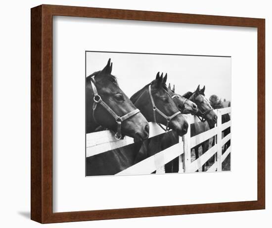 Horses Looking Over Fence at Alfred Vanderbilt's Farm-Jerry Cooke-Framed Photographic Print