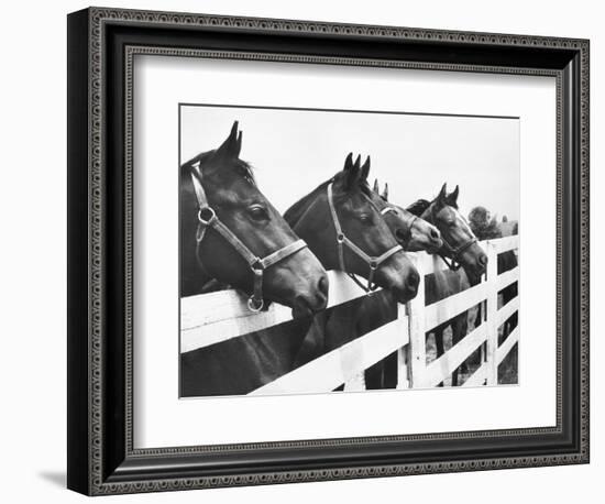 Horses Looking Over Fence at Alfred Vanderbilt's Farm-Jerry Cooke-Framed Photographic Print