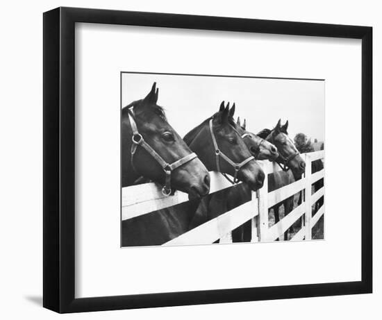 Horses Looking Over Fence at Alfred Vanderbilt's Farm-Jerry Cooke-Framed Photographic Print