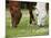 Horses, Meadow, Graze-S. Uhl-Mounted Photographic Print
