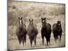 Horses, Montana, USA-Russell Young-Mounted Photographic Print