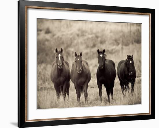 Horses, Montana, USA-Russell Young-Framed Photographic Print