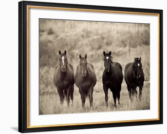 Horses, Montana, USA-Russell Young-Framed Photographic Print