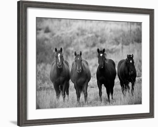 Horses, Montana, USA-Russell Young-Framed Photographic Print