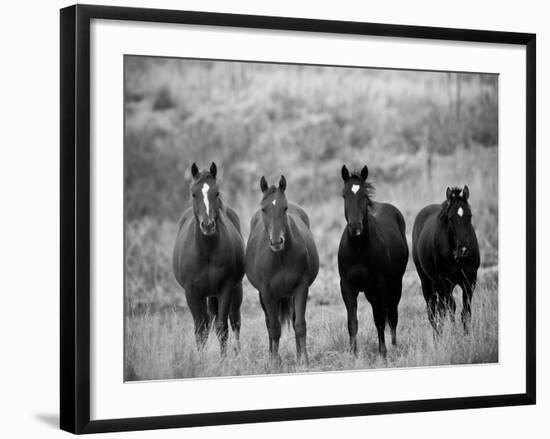Horses, Montana, USA-Russell Young-Framed Photographic Print