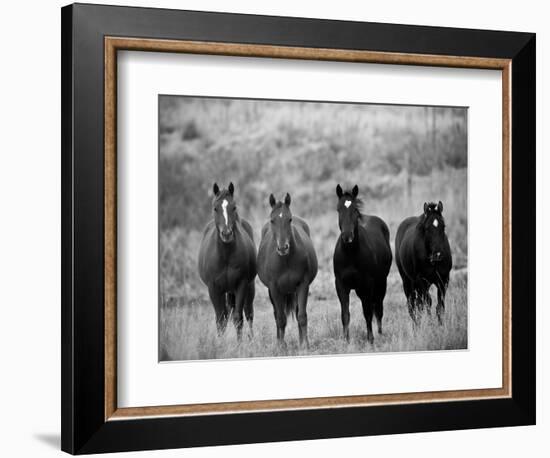 Horses, Montana, USA-Russell Young-Framed Photographic Print