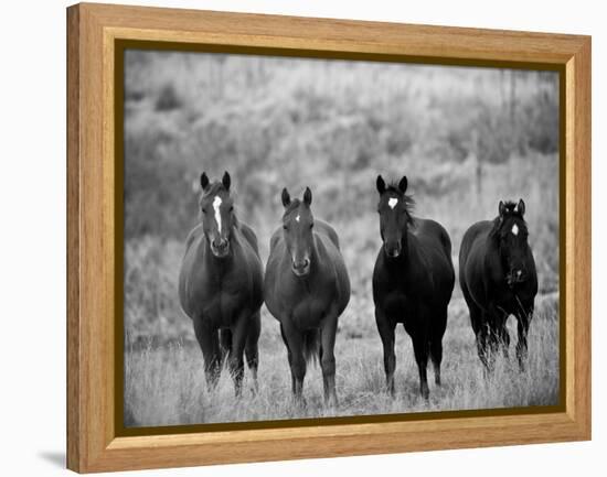 Horses, Montana, USA-Russell Young-Framed Premier Image Canvas