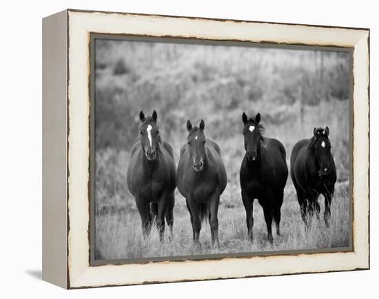 Horses, Montana, USA-Russell Young-Framed Premier Image Canvas