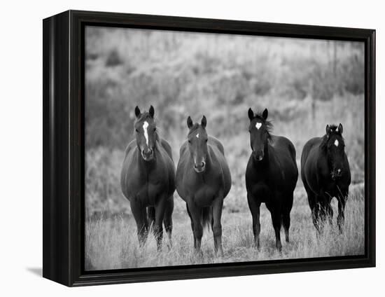 Horses, Montana, USA-Russell Young-Framed Premier Image Canvas