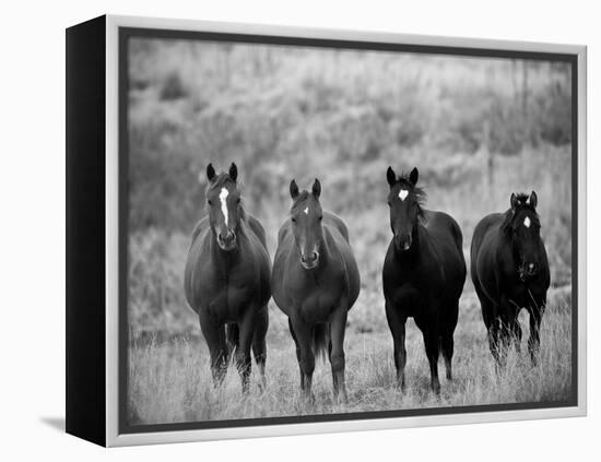 Horses, Montana, USA-Russell Young-Framed Premier Image Canvas