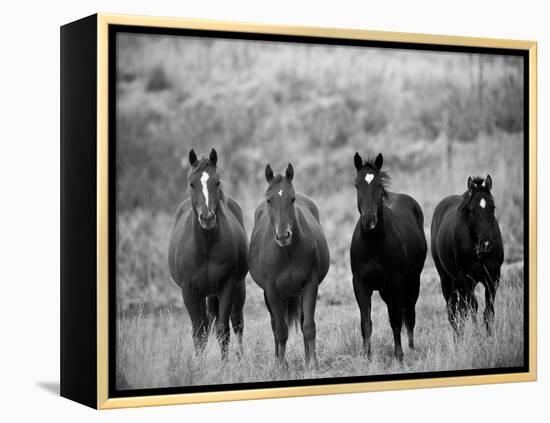 Horses, Montana, USA-Russell Young-Framed Premier Image Canvas