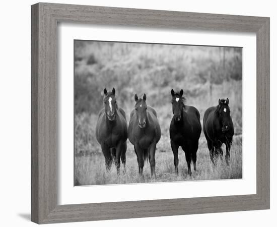 Horses, Montana, USA-Russell Young-Framed Photographic Print