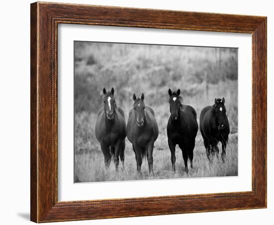 Horses, Montana, USA-Russell Young-Framed Photographic Print