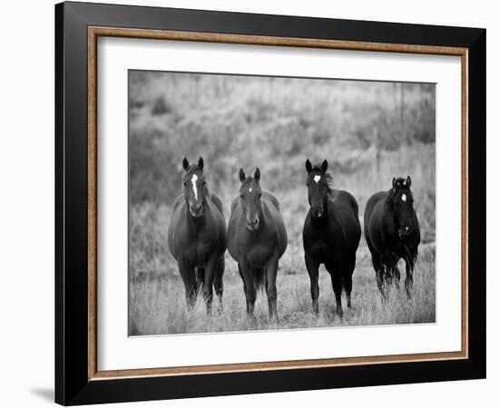 Horses, Montana, USA-Russell Young-Framed Photographic Print