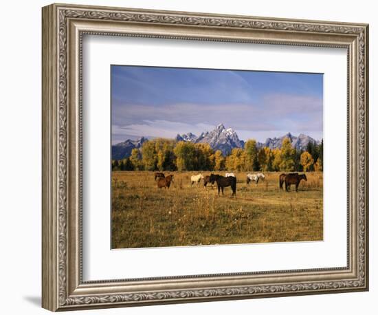 Horses on Moran Junction at Grand Teton National Park, Wyoming, USA-Stuart Westmorland-Framed Photographic Print