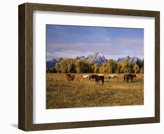 Horses on Moran Junction at Grand Teton National Park, Wyoming, USA-Stuart Westmorland-Framed Photographic Print