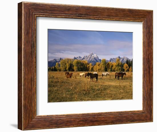 Horses on Moran Junction at Grand Teton National Park, Wyoming, USA-Stuart Westmorland-Framed Photographic Print