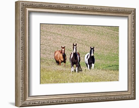 Horses on the Hill Side-Terry Eggers-Framed Photographic Print