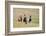 Horses on the Hill Side-Terry Eggers-Framed Photographic Print