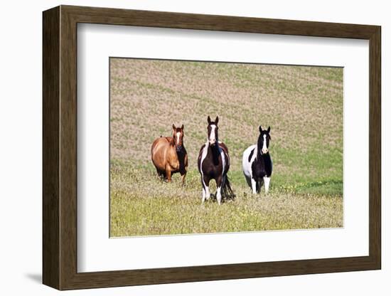 Horses on the Hill Side-Terry Eggers-Framed Photographic Print