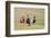 Horses on the Hill Side-Terry Eggers-Framed Photographic Print
