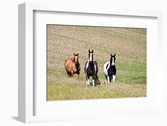 Horses on the Hill Side-Terry Eggers-Framed Photographic Print