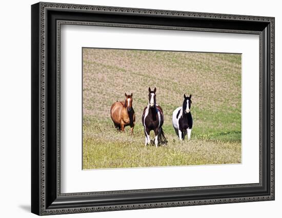 Horses on the Hill Side-Terry Eggers-Framed Photographic Print