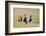 Horses on the Hill Side-Terry Eggers-Framed Photographic Print