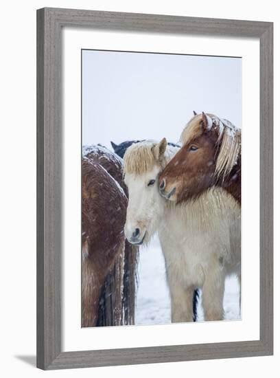 Horses outside during a Snowstorm.-Arctic-Images-Framed Photographic Print