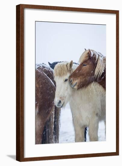 Horses outside during a Snowstorm.-Arctic-Images-Framed Photographic Print