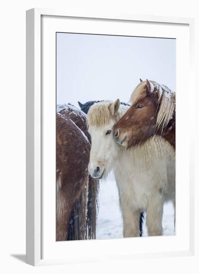 Horses outside during a Snowstorm.-Arctic-Images-Framed Photographic Print