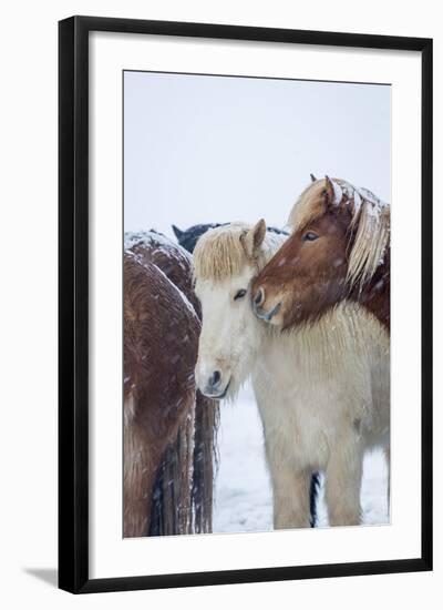 Horses outside during a Snowstorm.-Arctic-Images-Framed Photographic Print