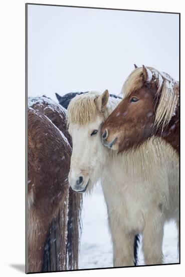 Horses outside during a Snowstorm.-Arctic-Images-Mounted Photographic Print